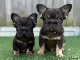French Bulldog dogs Ready to leave - Full fluffy French bulldogs - Advert 12