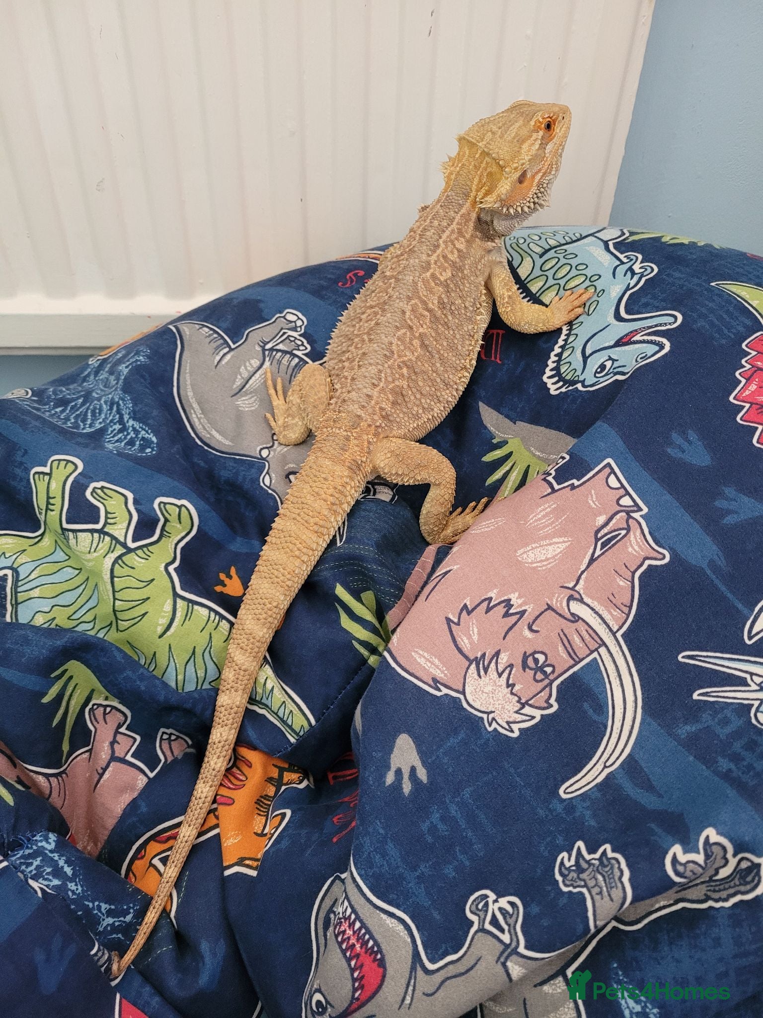 Bearded Dragon reptiles Juvenile Bearded Dragon & Full Set Up - Advert 2