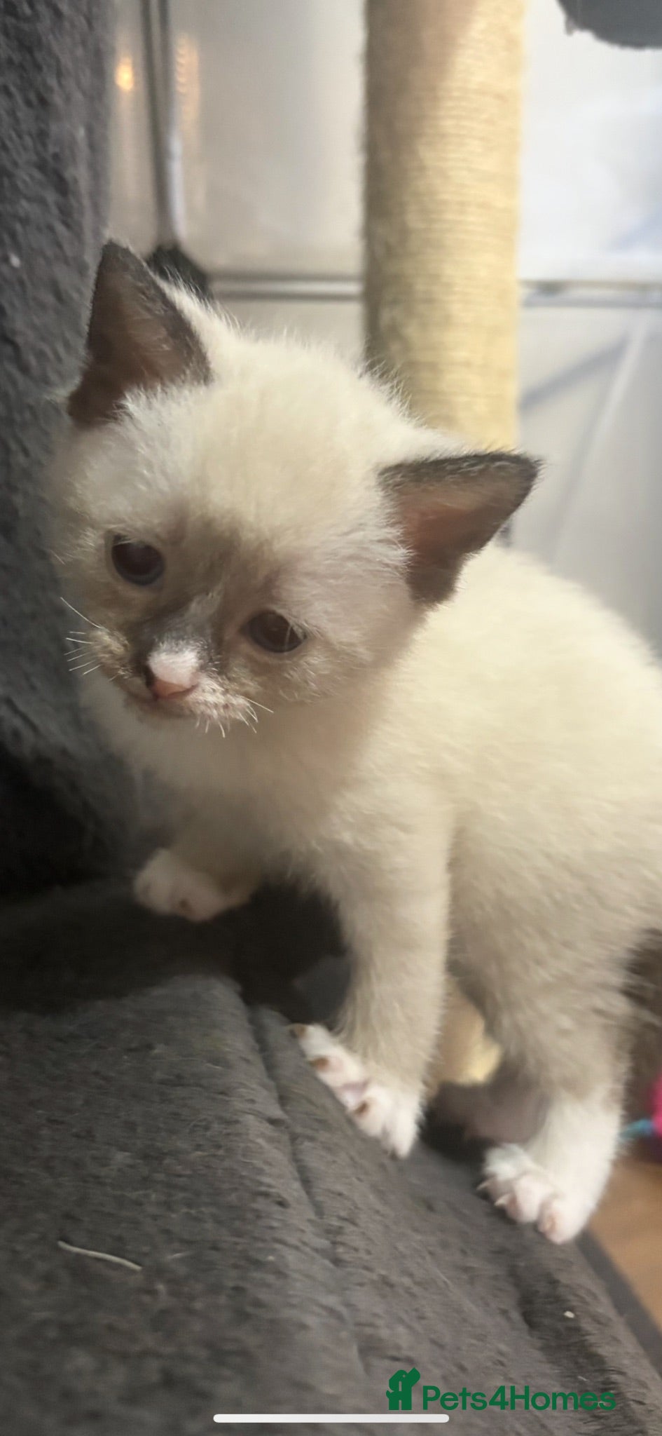 Mixed Breed cats 2 seal choc pointed kittens left  - Advert 2