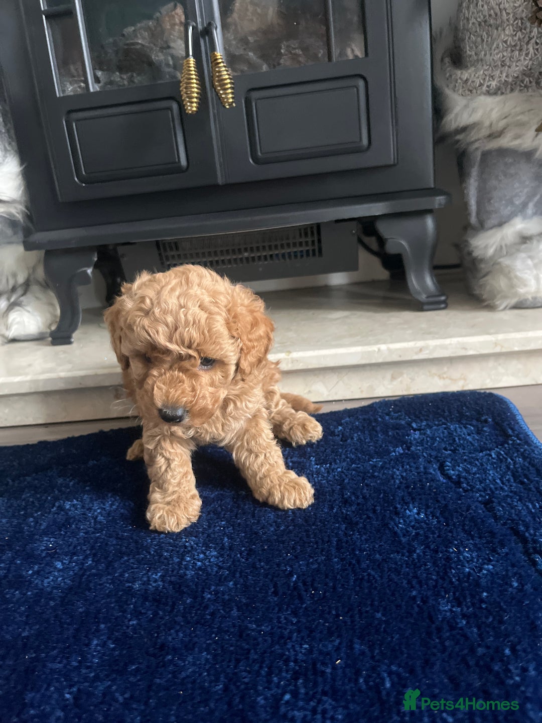 Miniature Poodle dogs for sale: miniature poodles 💕 - Image 6