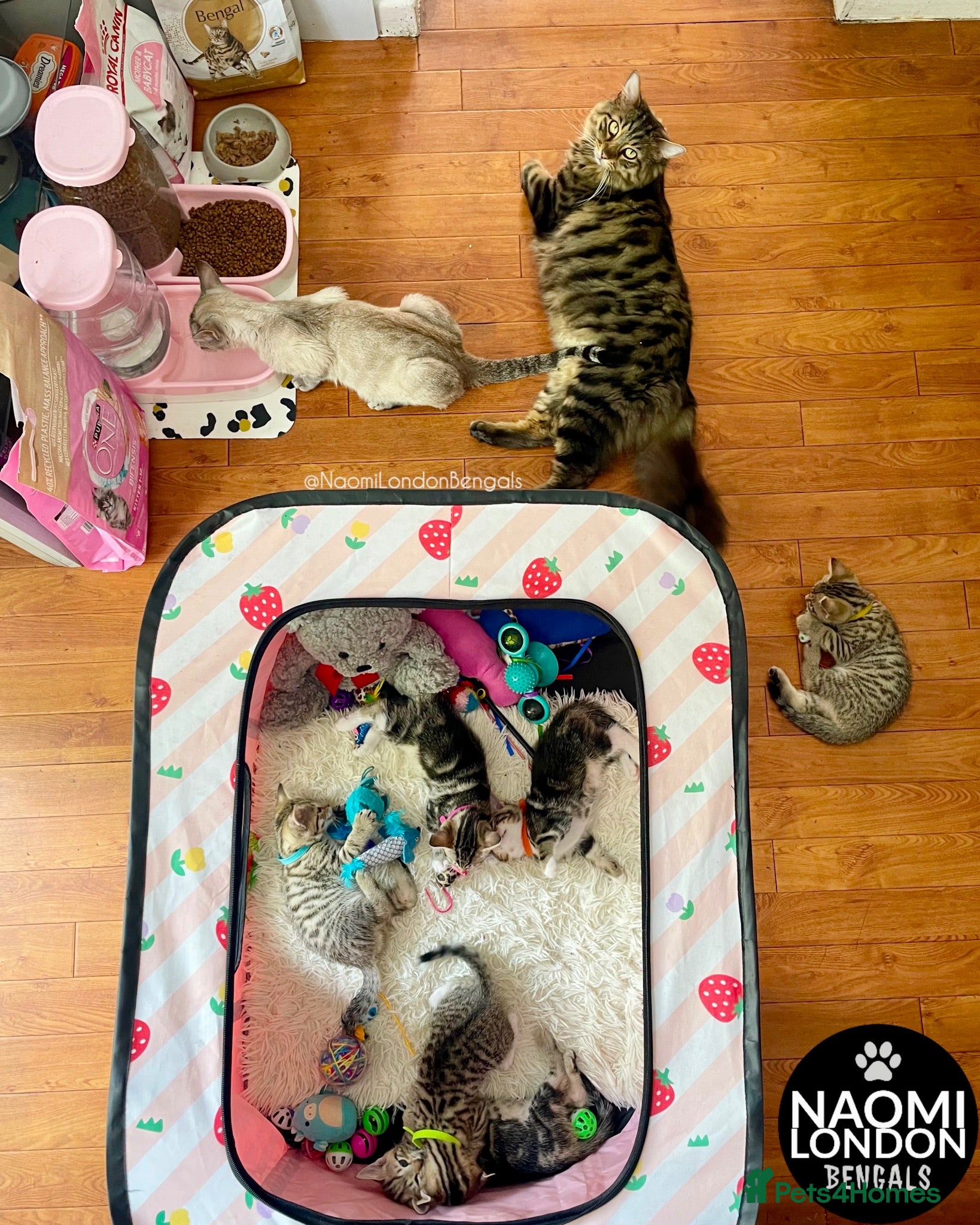 Bengal cats 🌈 BENGAL KITTENS 🌈 ⭐️⭐️⭐️⭐️⭐️ - Advert 2