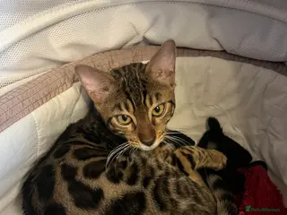 Bengal cats Bengal cat - Advert 5