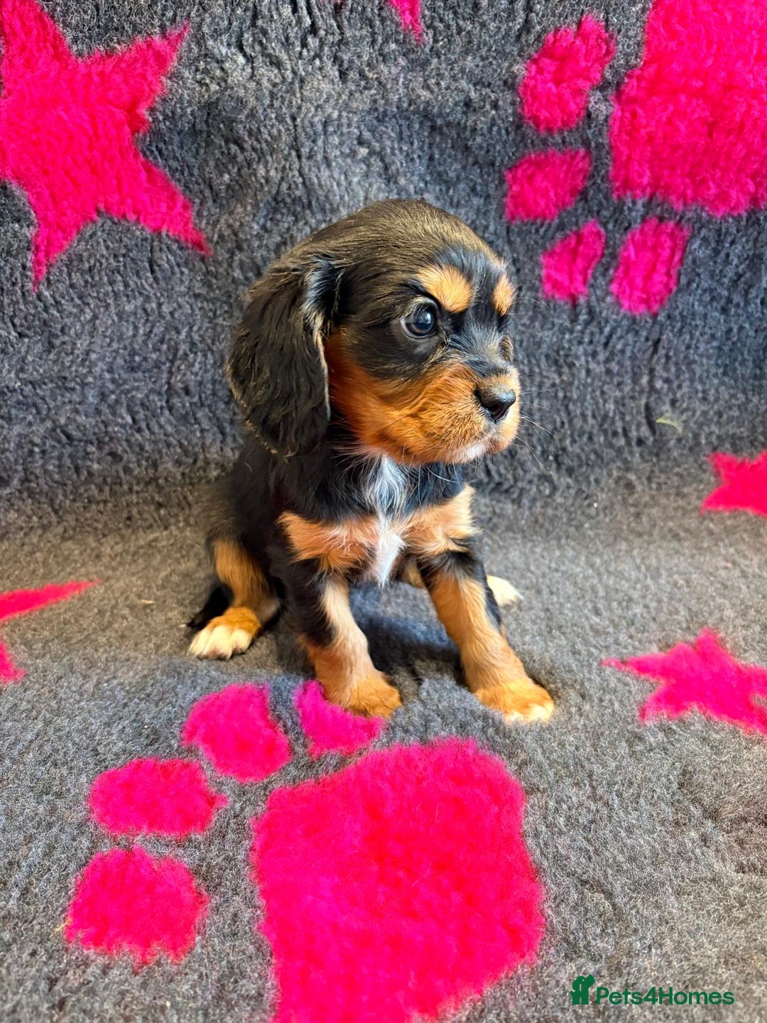 Cavalier King Charles Spaniel dogs for sale: Chocolate carriers kc  - Advert 3
