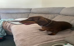 Dachshund dogs for sale: 2 year old male dachshund  - Image 3
