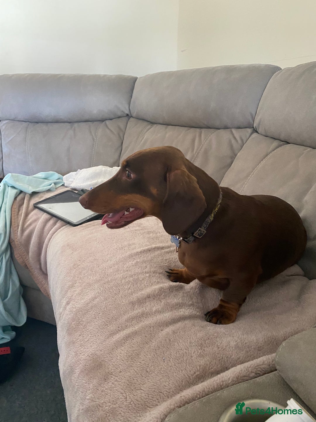 Dachshund dogs for sale: 2 year old male dachshund  - Image 3