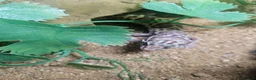 Leopard Gecko reptiles for sale: Baby leopard geckos  - Advert 2