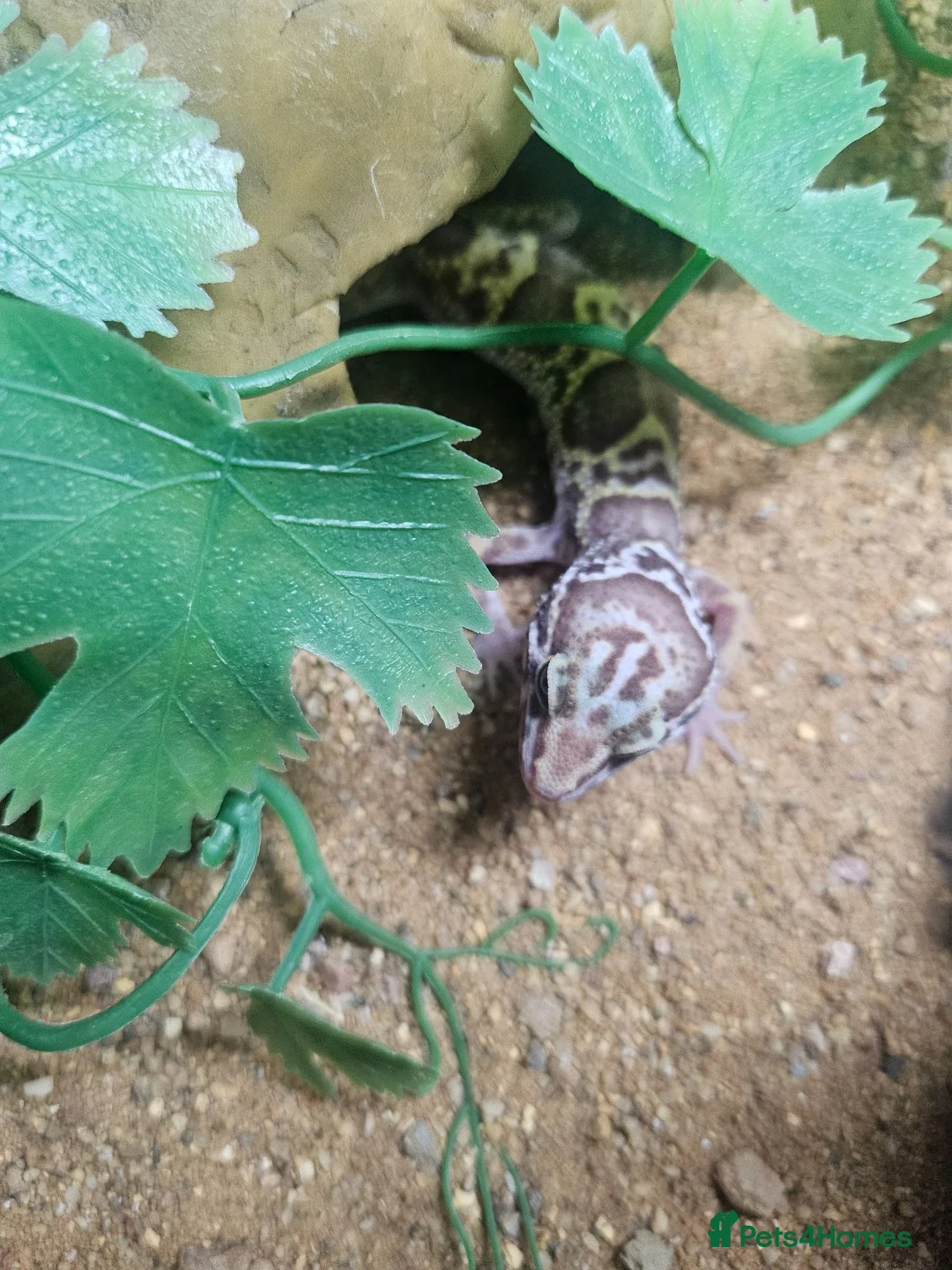 Leopard Gecko reptiles for sale: Baby leopard geckos  - Advert 2