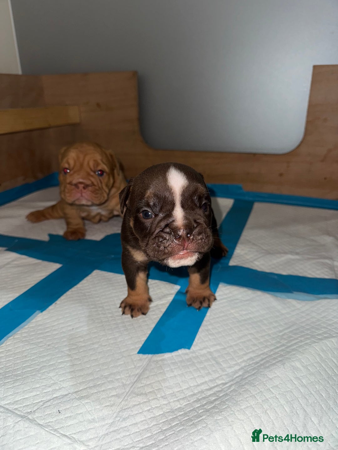 English Bulldog dogs for sale: Beautiful English bulldog puppy  - Image 9