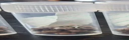 Stick Insects invertebrates for sale: Numerous species of stick insect eggs and nymphs  - Advert 4