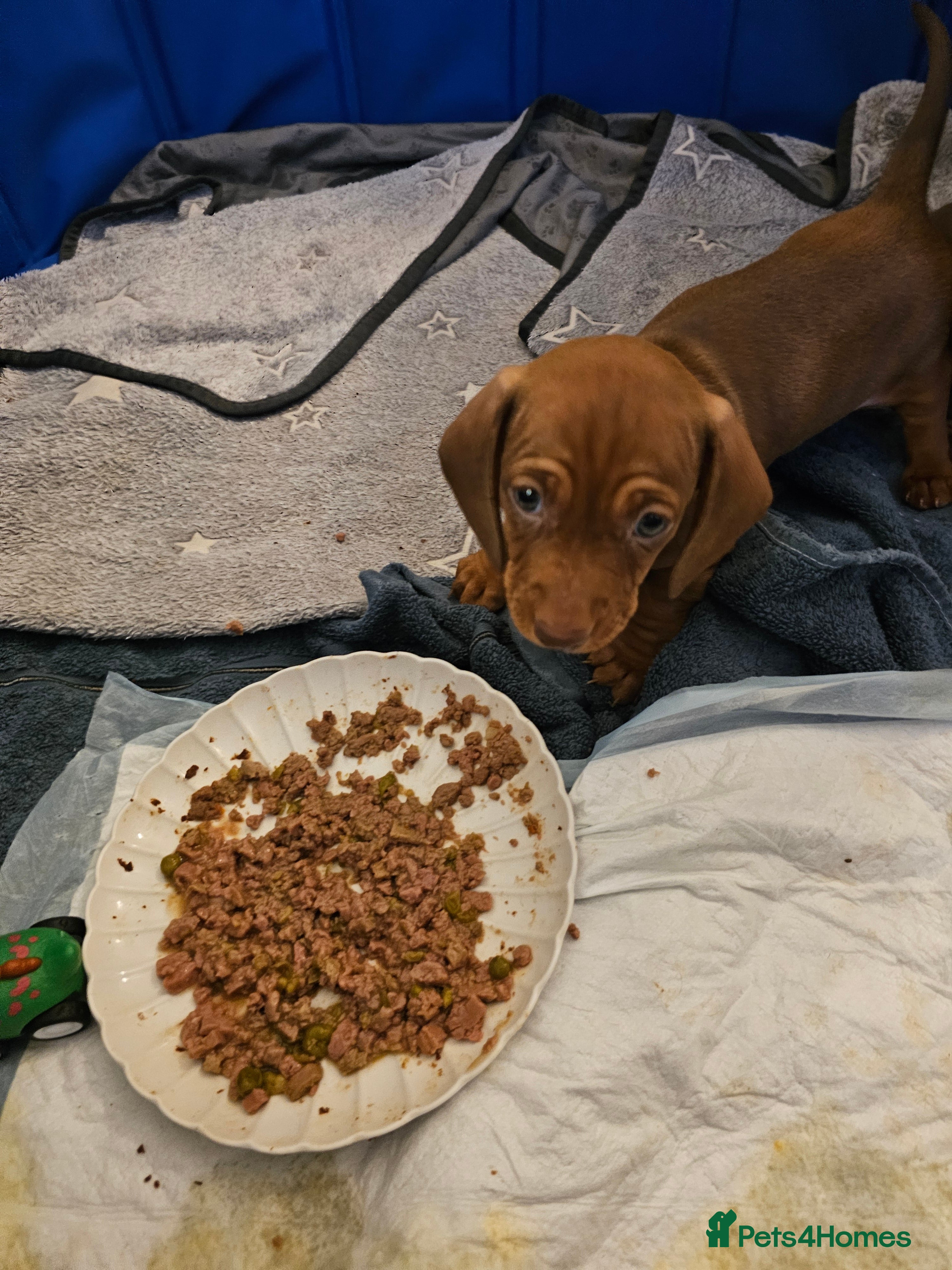 Dachshund dogs Dachshund puppy - Advert 15