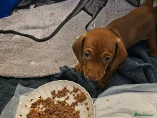 Dachshund dogs Dachshund puppy - Advert 11