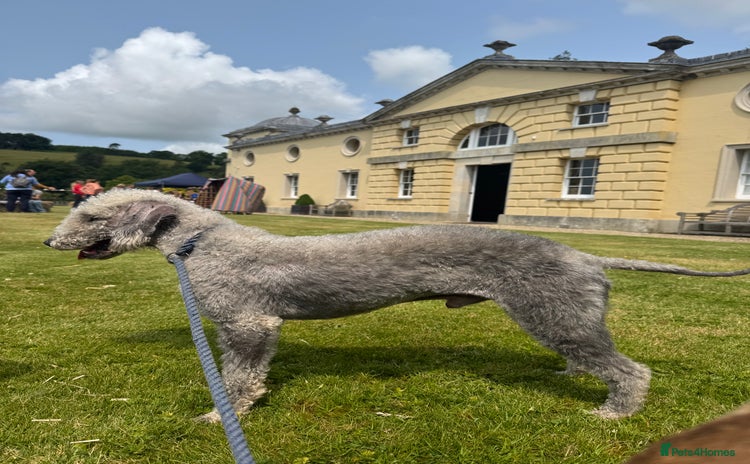 Bedlington Terrier dogs - Advert 2