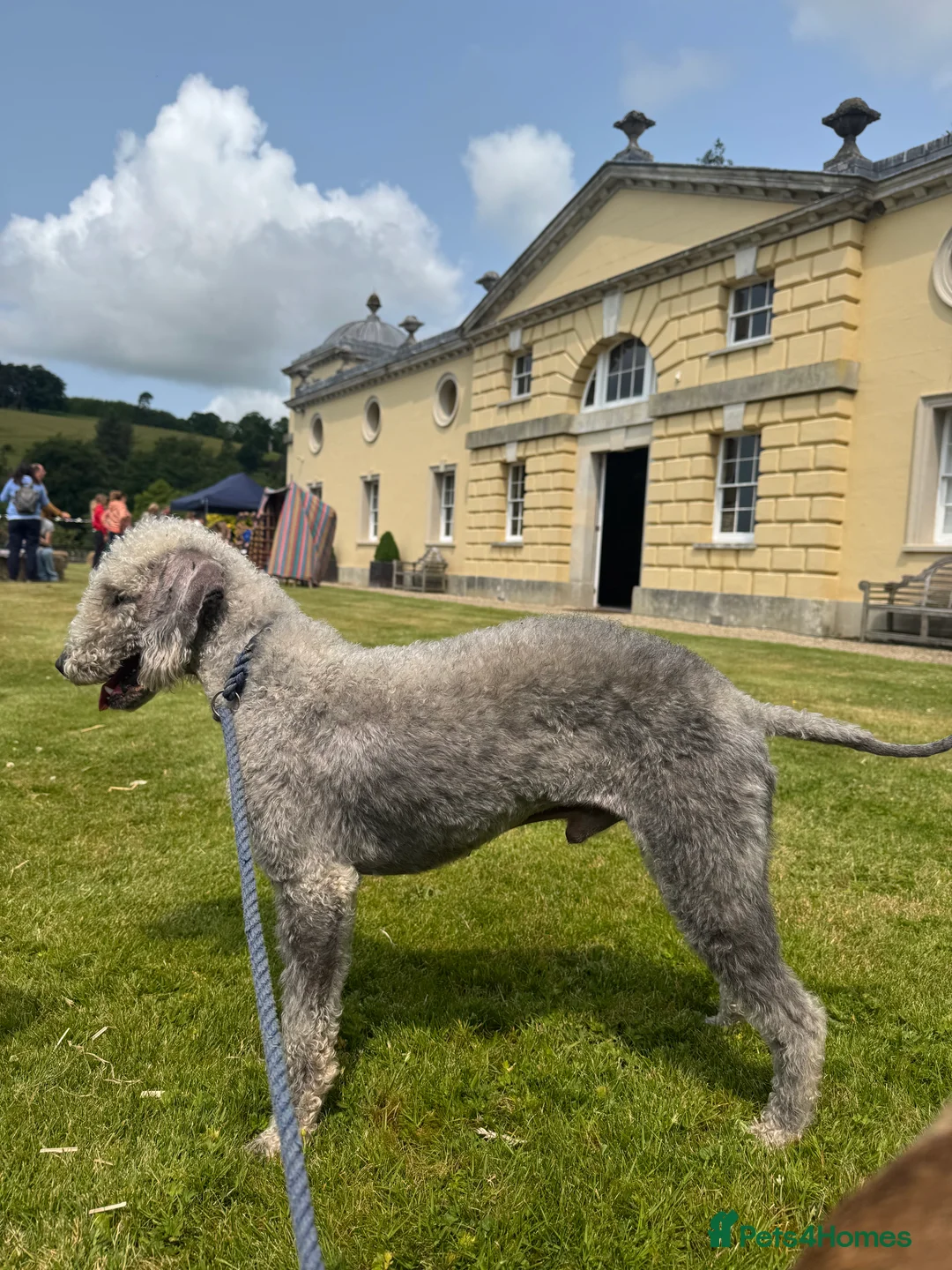 Bedlington Terrier dogs for stud: KC registered CT tested bedlington - Advert 4