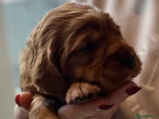 Cocker Spaniel dogs Stunning Golden Cocker Spaniel boys -health tested - Advert 6