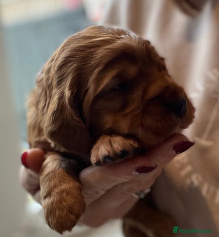 Cocker Spaniel dogs Stunning Golden Cocker Spaniel boys -health tested - Advert 11