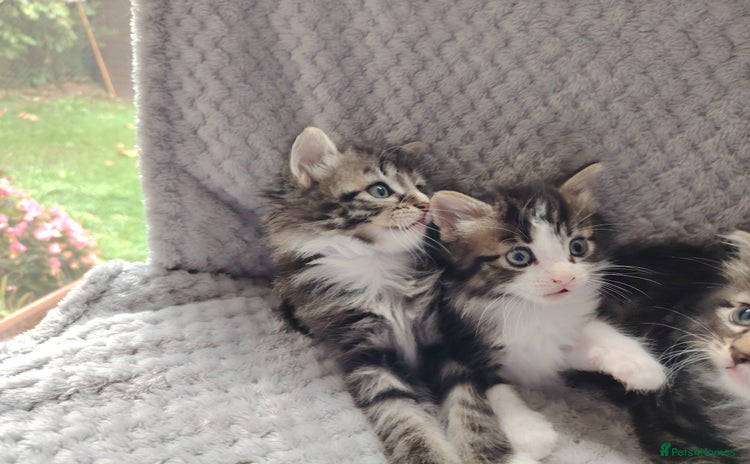Norwegian Forest Cat cats - Advert 1