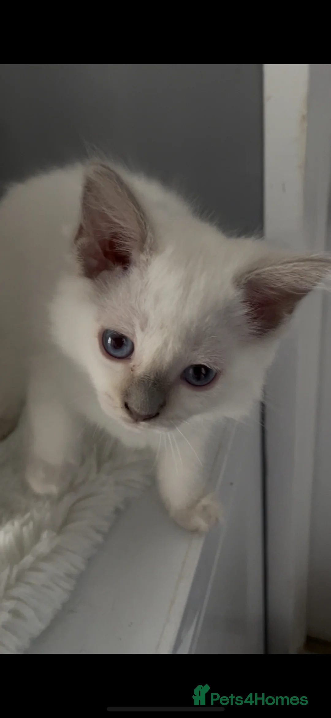 Ragdoll cats for sale: GCCF ACTIVE LILAC RAGDOLL FEMALE,ready to reserve  - Advert 2