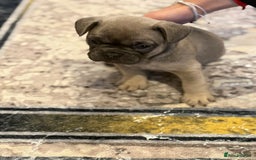 French Bulldog dogs for sale: 4 Little puppy original french bulldog 3 girls1 bo - Image 14