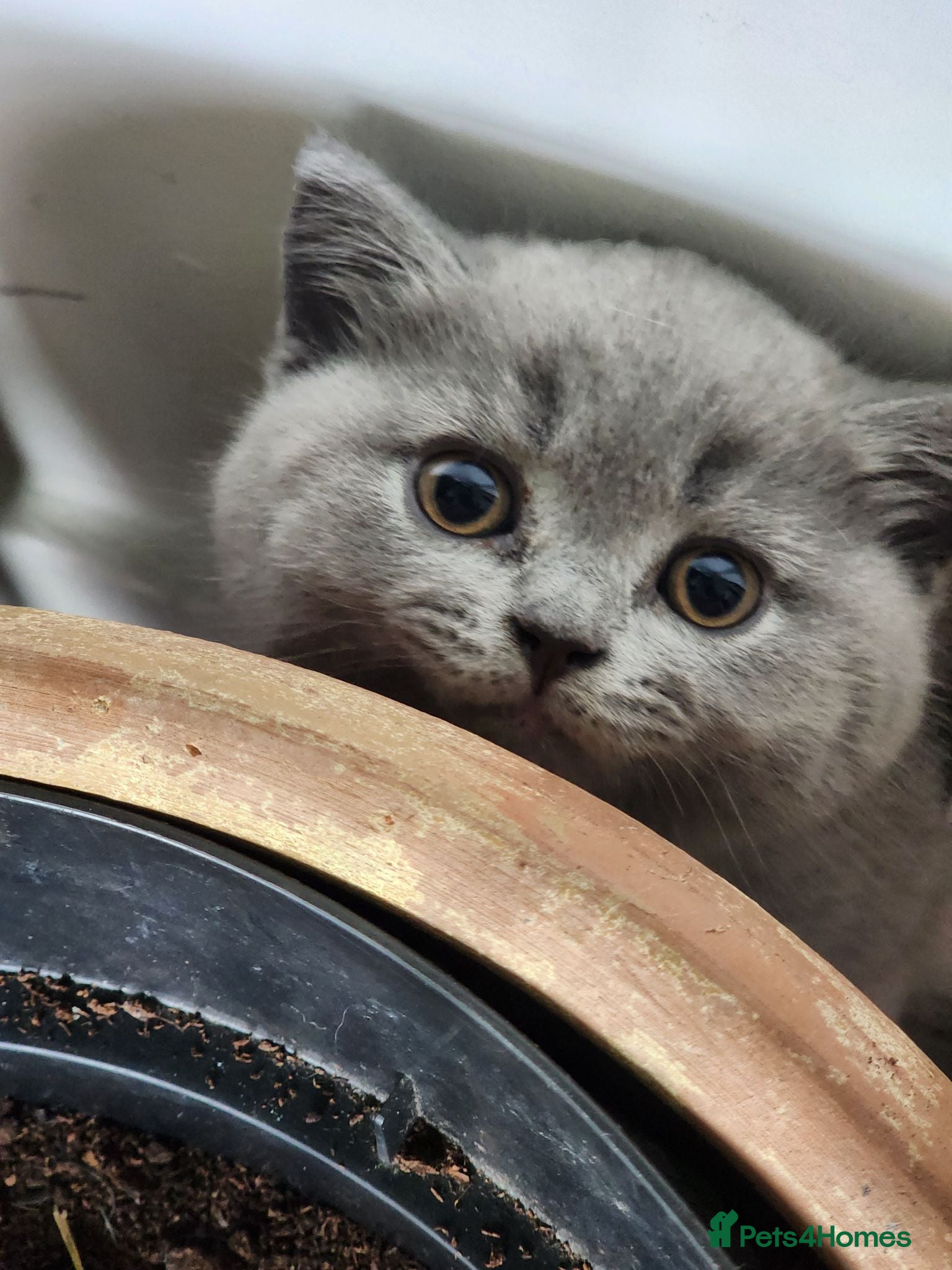 British Shorthair cats BSH Blue Kittens  - Advert 2