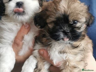 Shih Tzu dogs TWO BOYS LEFT 🦁 Shih tzu puppies 🦁 - Advert 9