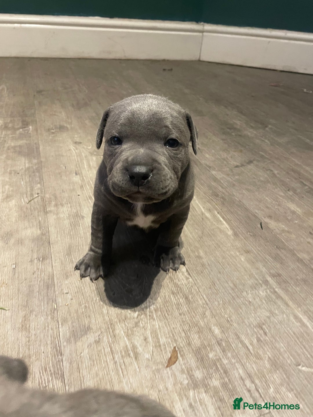 Staffordshire Bull Terrier dogs for sale: Staffordshire Blue KC Registered Kassius Pups - Advert 10