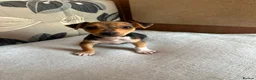 Jack Russell dogs for sale: Jack Russell Puppies in Malmesbury - Advert 4