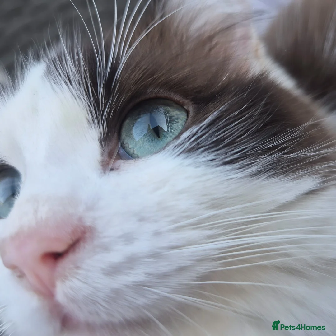 Ragdoll cats for sale: Our beautiful boys 🥹🐾🫶 - Advert 2