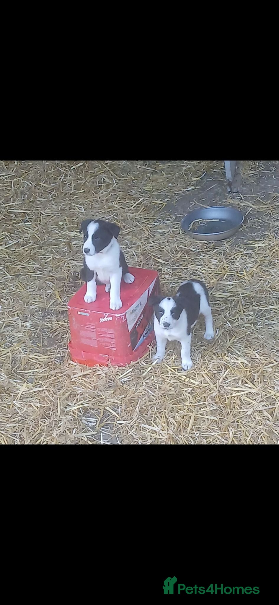 Border Collie dogs Border Collie pup's for sale  - Advert 1