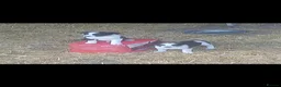 Border Collie dogs for sale: Border Collie pup's for sale  - Advert 1