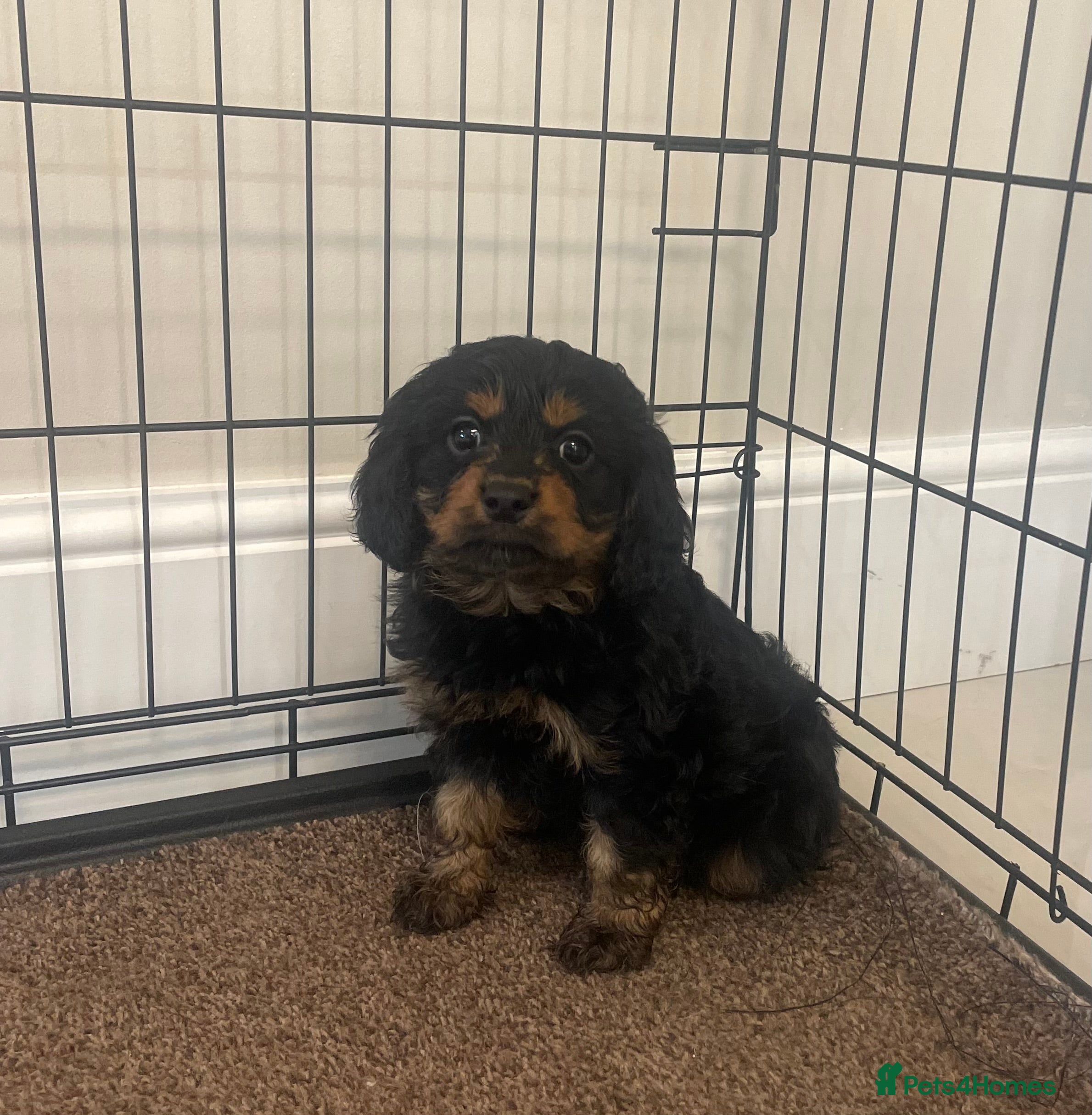 Cavapoo dogs Cavapoo puppy - Advert 10