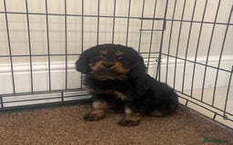 Cavapoo dogs for sale: Cavapoo puppy - Image 1