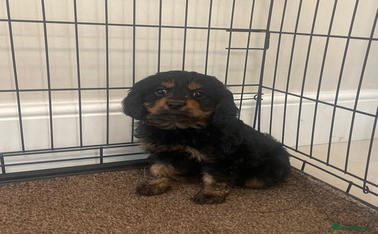 Cavapoo dogs - Advert 1