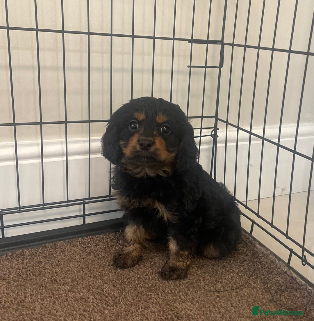 Cavapoo dogs for sale: Cavapoo puppy - Image 1