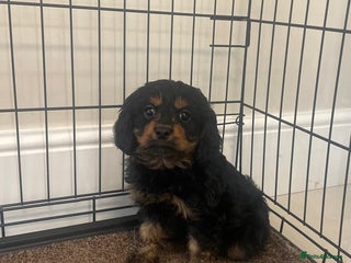 Cavapoo dogs - Advert 9