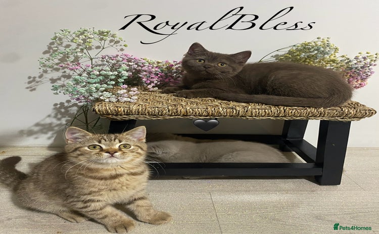British Shorthair cats - Advert 5