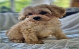 Cavapoochon dogs for sale: F1b MOYEN MERLE CAVAPOOCHON PUPS - Image 23