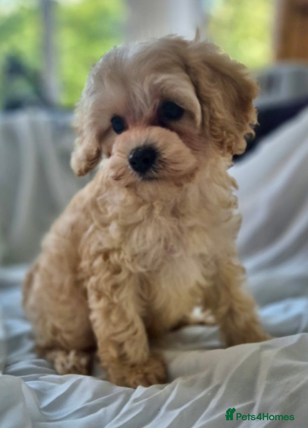 Cavapoochon dogs for sale: F1b MOYEN MERLE CAVAPOOCHON PUPS - Image 23