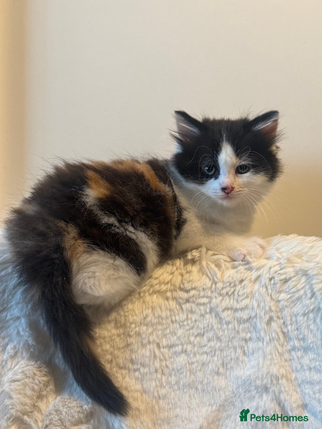 Mixed Breed cats for sale: Adorable kittens for sale! READY NOW - Advert 4