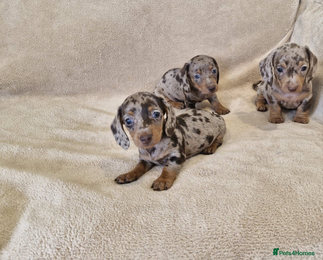 Dachshund dogs for sale: Adorable Dachshunds - Image 4