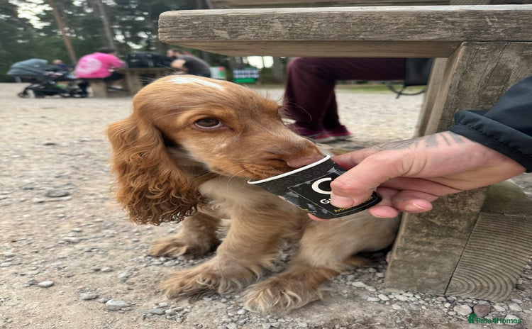 Cocker Spaniel dogs - Advert 4