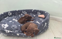 Miniature Dachshund dogs for sale: Mini Davies for sale - Image 4
