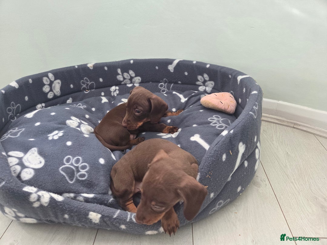 Miniature Dachshund dogs for sale: Mini Davies for sale - Image 4