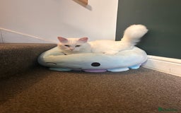 Maine Coon cats for sale: 1 GIRL / 5 BOYS - Image 9