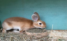 Rex rabbits for sale: 1 beautiful mini Rex left - Image 5