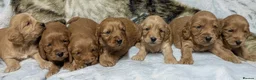 Cockapoo dogs for sale: Stunning DNA clear F1 Cockapoo puppies  - Advert 6