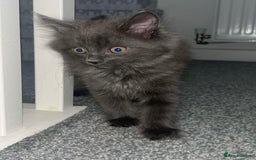 British Shorthair cats for sale: British shorthair x Bengal kittens - Image 1