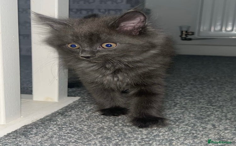 British Shorthair cats - Advert 2