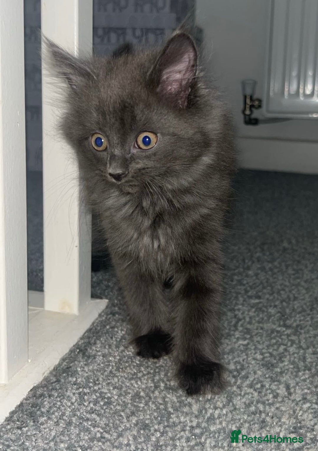 British Shorthair cats for sale: British shorthair x Bengal kittens - Image 1