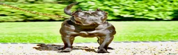 Presa Canario dogs for sale: BLACK PRESA PUPS - Advert 8
