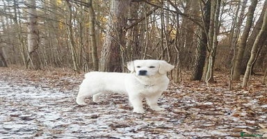 Golden Retriever dogs - Advert 10